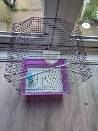 Image 4 of Beautiful Budgies and cages for sale