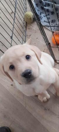 Image 1 of 1 Labrador puppie left for sale