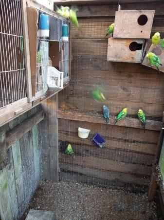 Image 4 of Green budgies for sale. Aviary bred