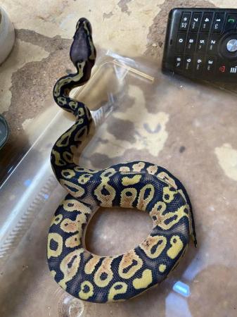 Image 3 of Royal python Mojave pastel £80