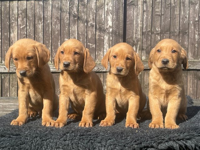 Preview of the first image of Pedigree Labrador puppies.