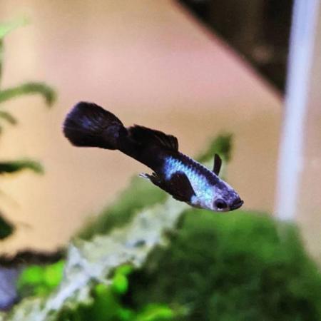 Image 7 of Guppy fish and live plants for sale
