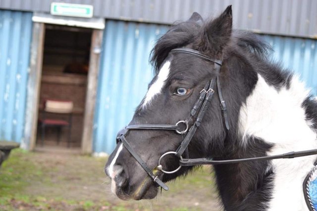 Image 1 of Ponies Wanted Permanent Home Waiting