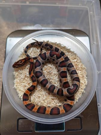 Image 3 of 2023 corn snakes for sale