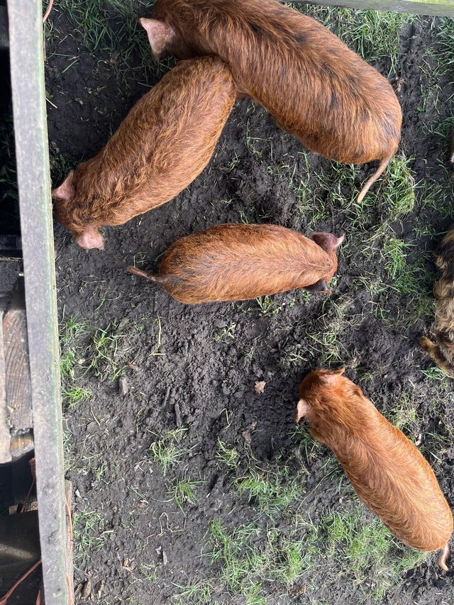 Preview of the first image of 5 month old Pure breed kune kune piglets.