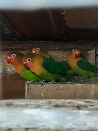 Image 1 of Young lovebirds ready for new home
