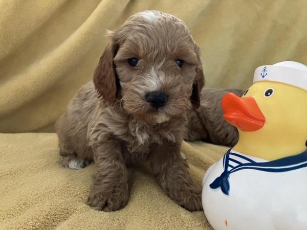Image 7 of Cockapoo F1, puppies for sale, parents KC reg, Show/toy