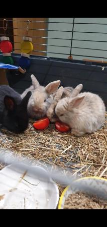 Image 8 of Gorgeous French Lop Baby Rabbits