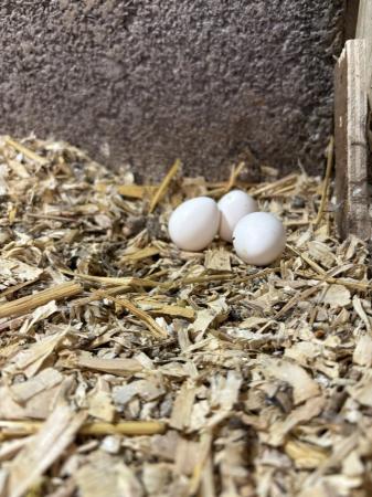 Image 4 of Mexican speckled quail eggs for sale.