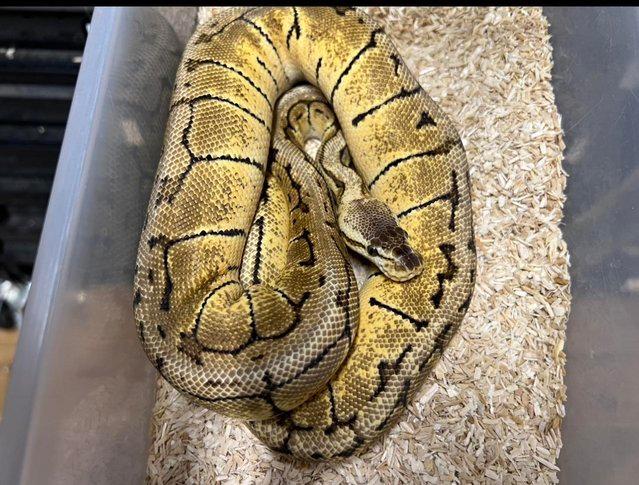 Preview of the first image of Lemonblast double het Desert Ghost Pied Male Royal Python.