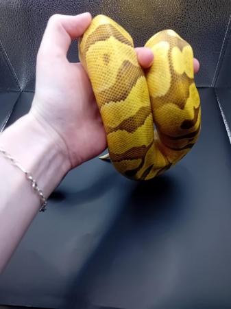 Image 2 of Stunning unrelated Male and female ball pythons for sale!