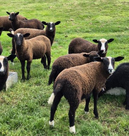 Image 2 of 2024 Zwartble lambs ewes/wethers/ram