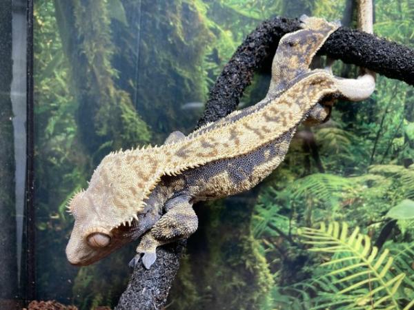 Image 5 of Male harlequin crested gecko