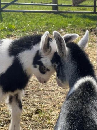 Image 8 of Registered Dwarf Dairy Goat Kids like Nigerian Dwarf