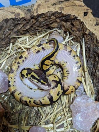 Image 8 of Various morph (GHI, Stripe, Pastels) baby royal/ball pythons