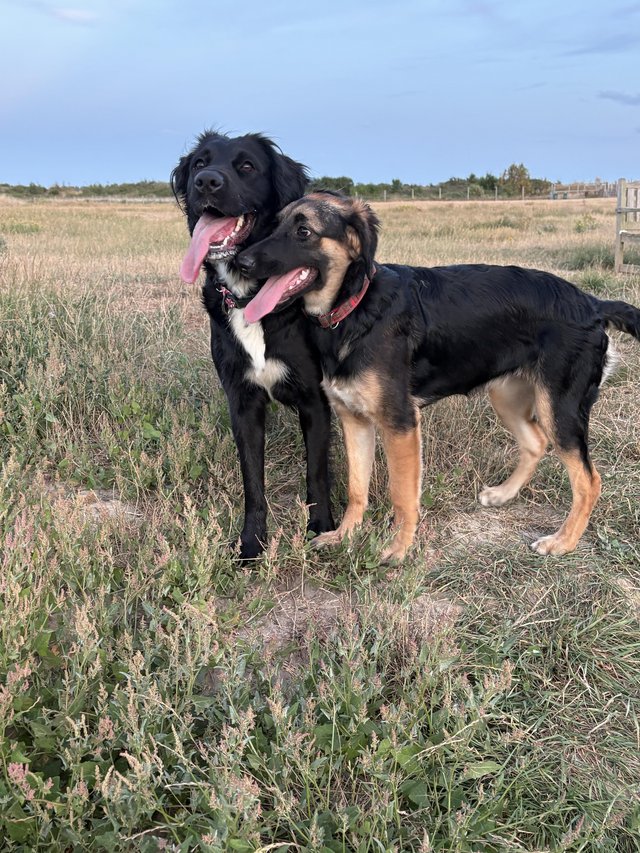 Mum and daughter dogs available for sale.