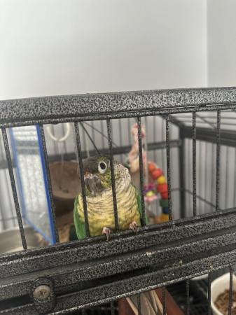 Image 1 of Conure parrot and cage food etc…