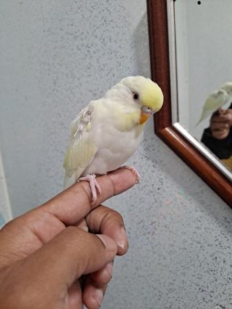 Image 1 of 6 to 7 weeks tame baby budgies for sale