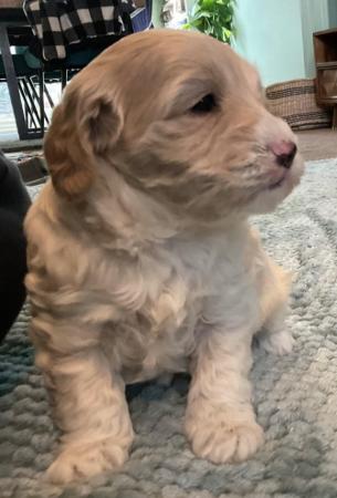 Image 18 of Last one - Beautiful Cockapoo Puppy (girl)- Ready to go now
