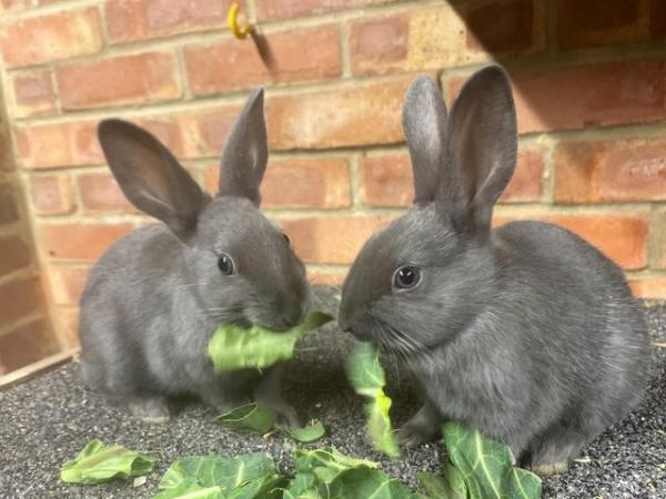 Image 1 of English Rabbits ready to leave now