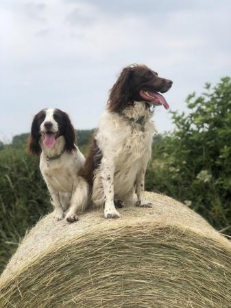 Image 11 of Liver and white English Springer Spaniels only girls left