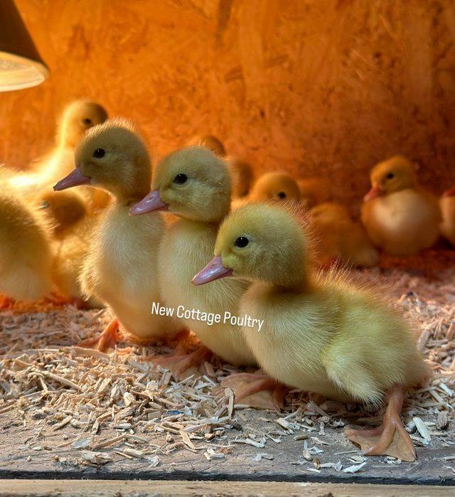 Preview of the first image of Aylebsury Male and Female Ducklings.