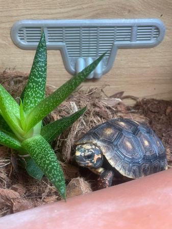 Image 4 of Pair of Red Legged Tortoise and vivarium and stand