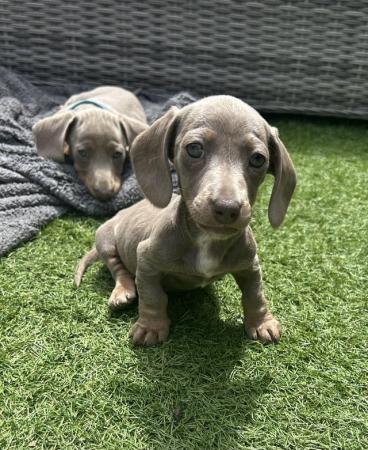 Image 16 of READY TO GO!!! KC ISABELLA & BLUE/TAN MINI DACHS PUPPIES