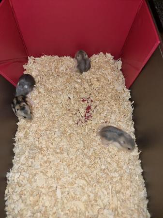 Image 1 of Baby Russian Dwarf Hamsters