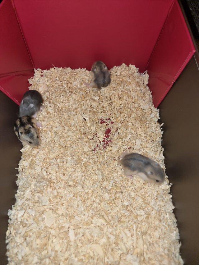 Preview of the first image of Baby Russian Dwarf Hamsters.