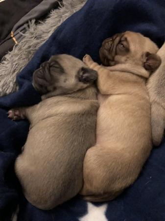 Image 2 of 2 beautiful pug puppies