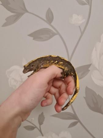 Image 5 of Tri-Colour Partial Pin Harley Crested Gecko