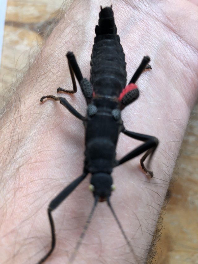 Preview of the first image of Peruvian stick insects for sale.