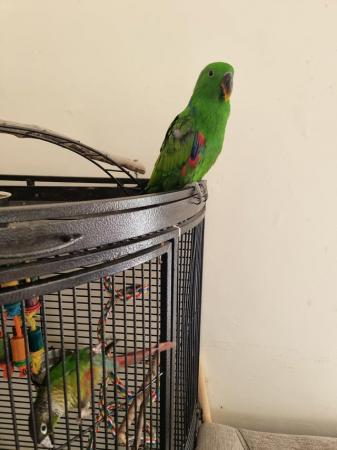 Image 2 of 4 month old eclectus parrot