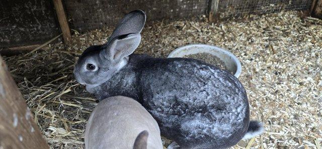 Preview of the first image of chinchilla rex doe around 1-2 years old.