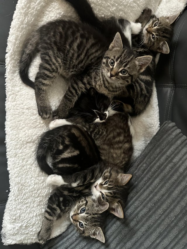 Preview of the first image of 8 week old kittens, three female and one male.