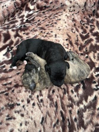 Image 3 of Bedlington whippet puppies