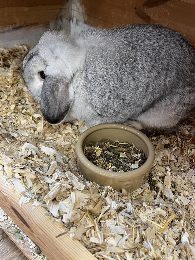 Preview of the first image of Dwarf Lop Chinchilla Female Adult Rabbit.