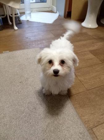 Image 5 of Chihuahua cross Maltese. Only 1 cutie girl left. West Yorksh