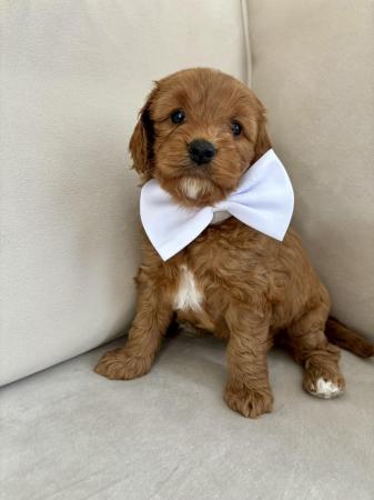 Image 3 of Stunning fox red f1b cockapoo puppies health tested parents