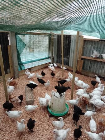 Image 3 of Blue, white and dark brown egg laying chickens off heat.