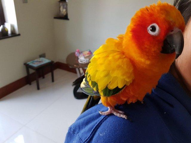 Preview of the first image of Sun Conure Parakeet Parrot Pet (4 years old).