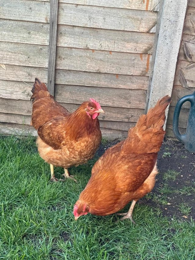 Preview of the first image of 2 beautiful buff orpington cross hens.