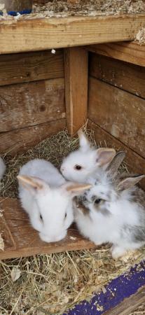 Image 3 of Babys rabbits 8 weeks old