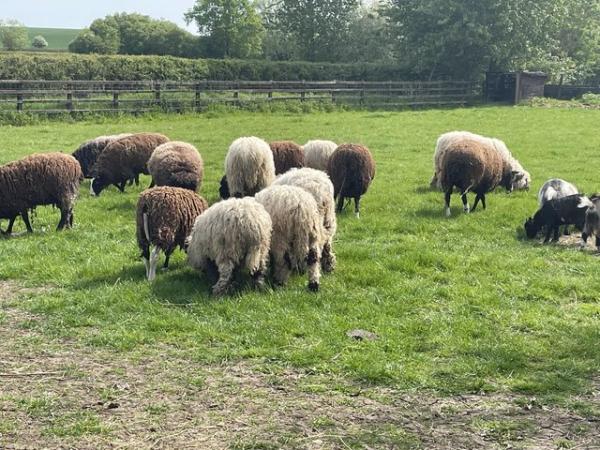 Image 1 of Selection of sheep for sale