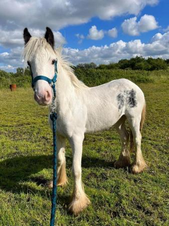 Image 11 of 10-13hh Lead Rein, Ridden Mare, Projects, Pets, Cobs, Welsh.