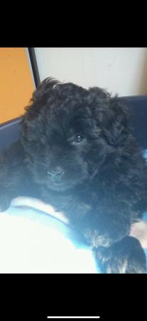 Image 1 of Super playful pomapoo puppies for loving homes