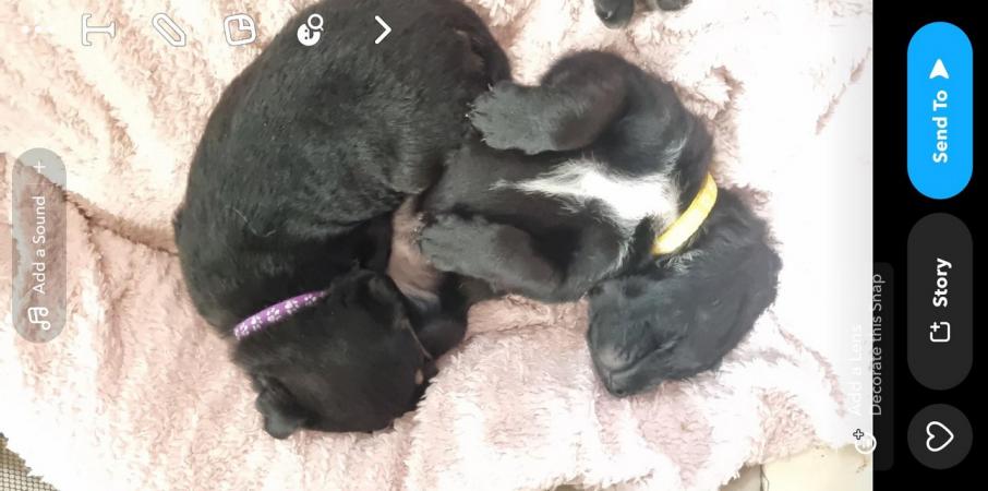 Image 10 of Rottie collie cross puppies