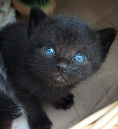 Image 4 of Beautiful Well-handled Kitten: all black