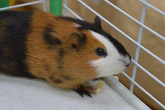 Image 1 of Guinea Pigs for sale at Animaltastic(PET SHOP)